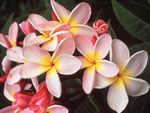 hawiian plumeria 1 jpg