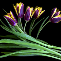 Purple and Yellow Tulips