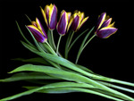 Purple and Yellow Tulips