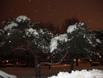 Snow Covered Tree's