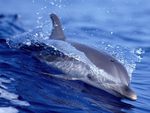Atlantic Spotted Dolphin