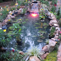 Koi pond