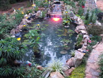 Koi pond