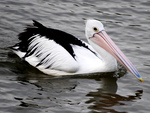 Cute pelican