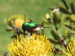 Collared Sunbird