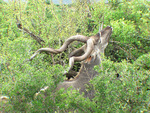 Greater Kudu