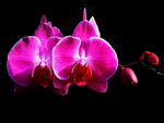 Phalaenopsis Moth Orchids