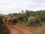 Elephants in the brush.