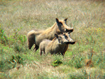 Warthog familly