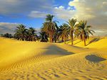 Desert and Palm Trees