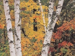 White Birch Trees In The Fall