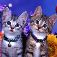 BROTHERS ARE WE WE STICK TOGETHER LIKE GLUE