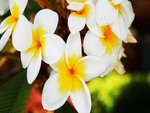plumeria