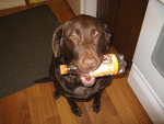 Chocolate Lab w/ soda bottle