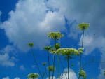 Plants Sky