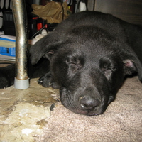 SLEEPING PUPPY