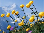 alpine flowers