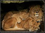 Sleeping Lions