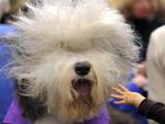 Old English Sheepdog