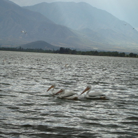 Paraiso de pelicanos
