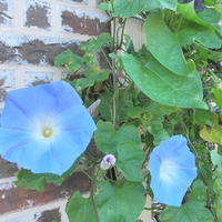 Morning Glory