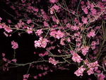 PLUM BLOOMS