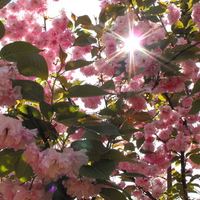 Pink Flowers spring,