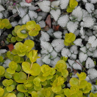 Spring colors yelloow and green