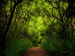 FOREST PATH