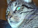 Cat close up