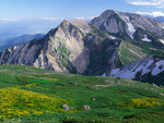 alpine meadow