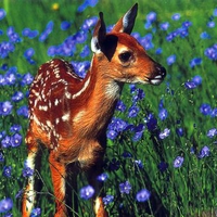 Little Fawn