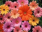 Gerbera Daisy
