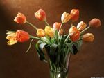 Vase of tulips