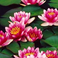 Water Lilies