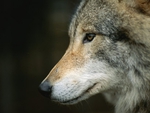 Face Of The Wolf
