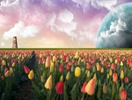 Cool Tulips