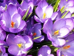 Purple Crocuses
