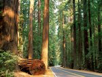 California Redwood Forest