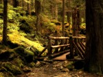 Forest Bridge 