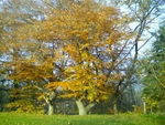 Beech Tree