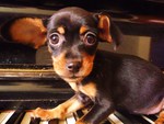 Dog Little Touch Piano