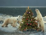 Christmas Polar Bears