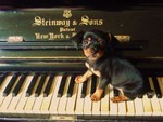 Beauty little dog in the Piano Steinway
