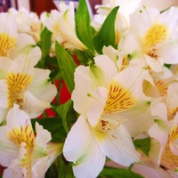 The Flower Colombianas