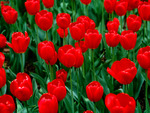 Beautiful Red Tulips