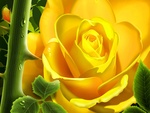 Yellow Rose (WDS)