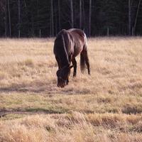 grasing in the fall sun