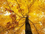 Sugar Maple in Autumn 