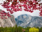  Springtime in Yosemite